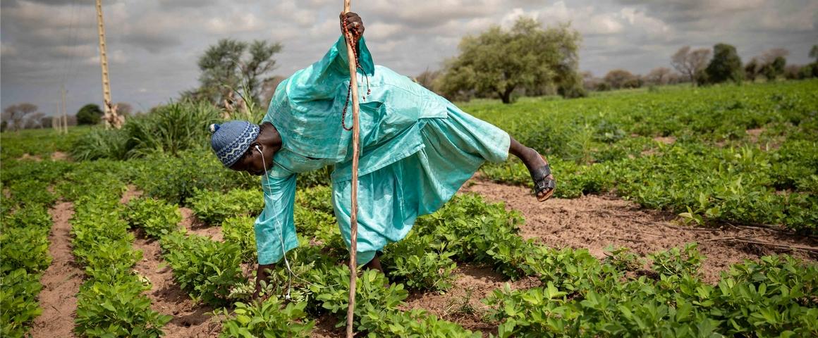 Parcelle d'arachide à Ndiob, au Sénégal, où cette légumineuse est souvent cultivée en rotation avec le mil ou le sorgho © R. Belmin, Cirad